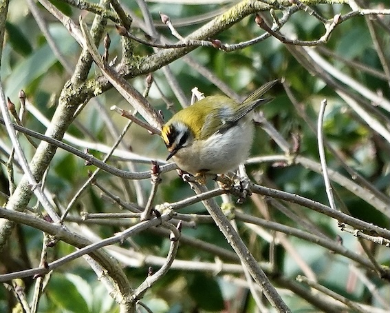 firecrest